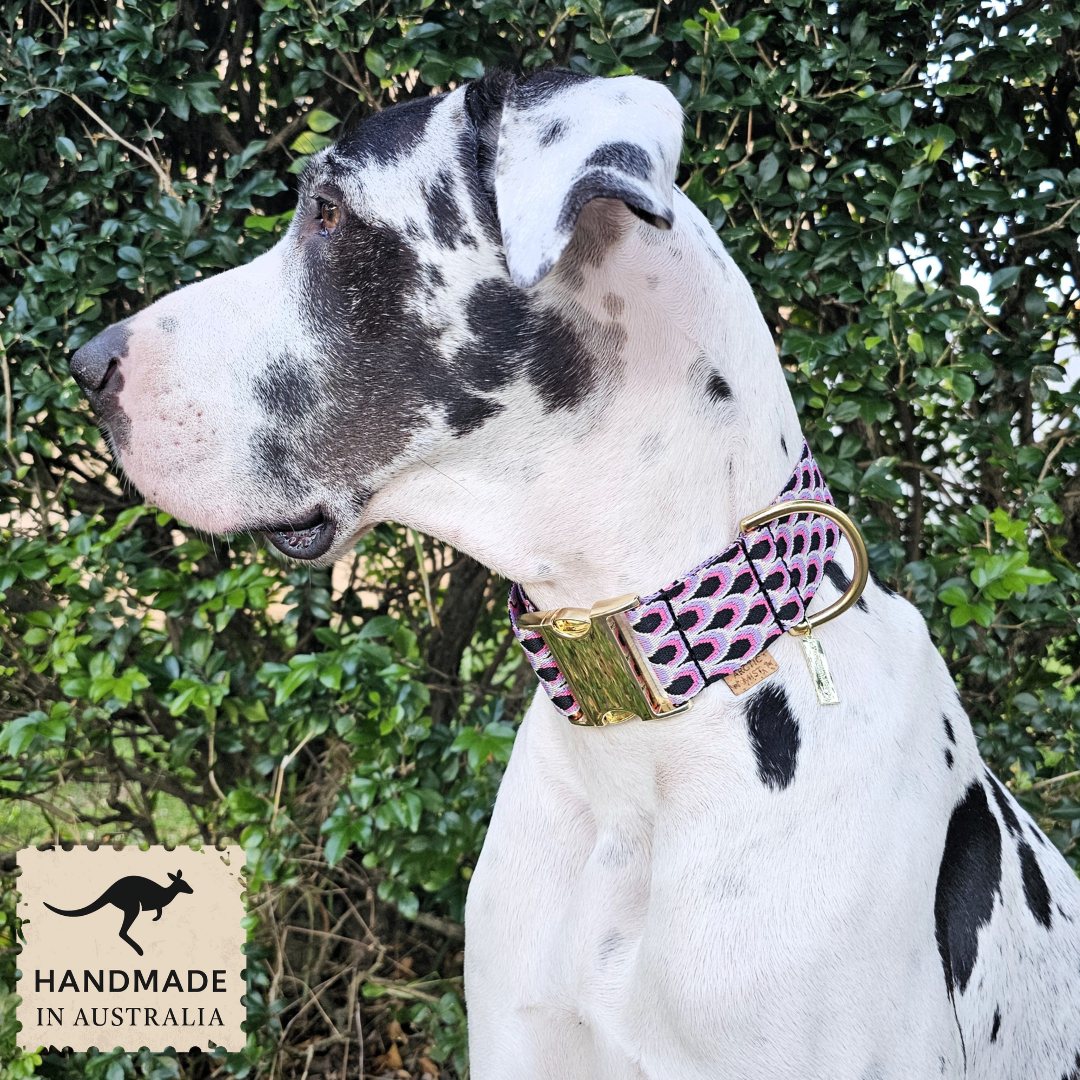 Berry Éclair Monte Carlo Buckle Collar