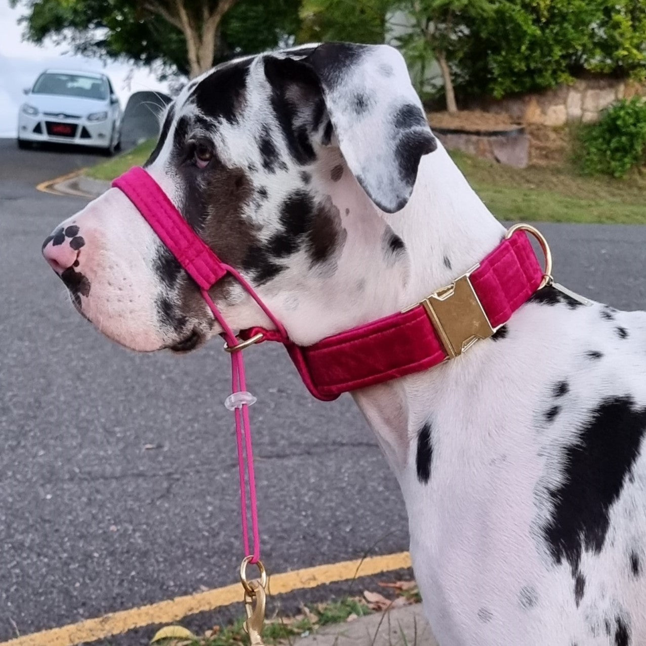 Hot Pink Luxury Velvet Head Halter Attachment Arctic Mist