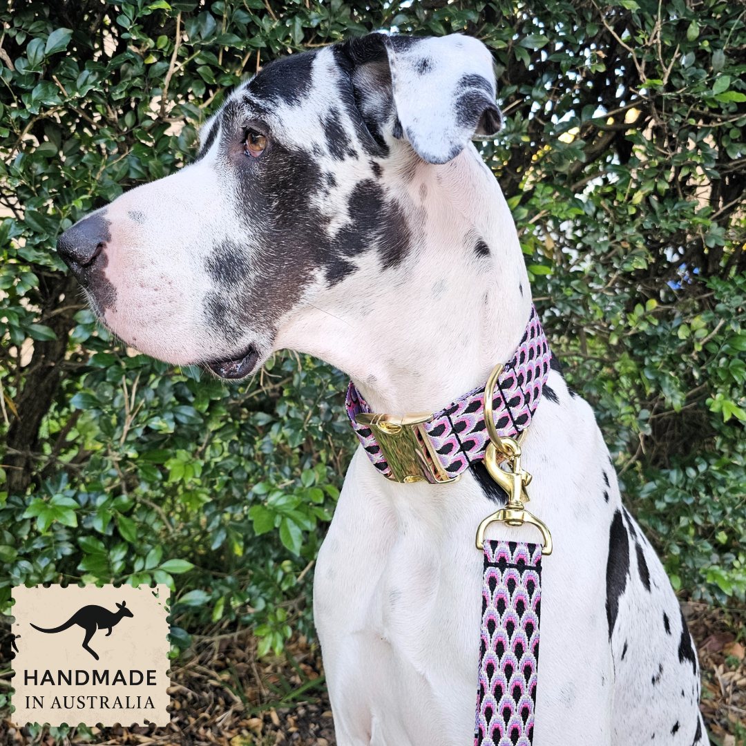 Berry Éclair Monte Carlo Buckle Collar
