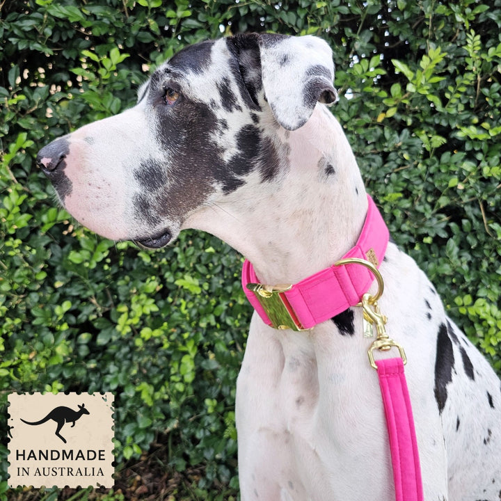 Hot Pink Luxury Velvet Buckle Collar
