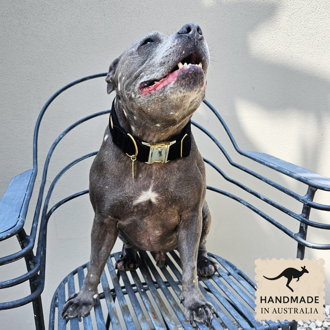 Black Luxury Velvet Buckle Collar