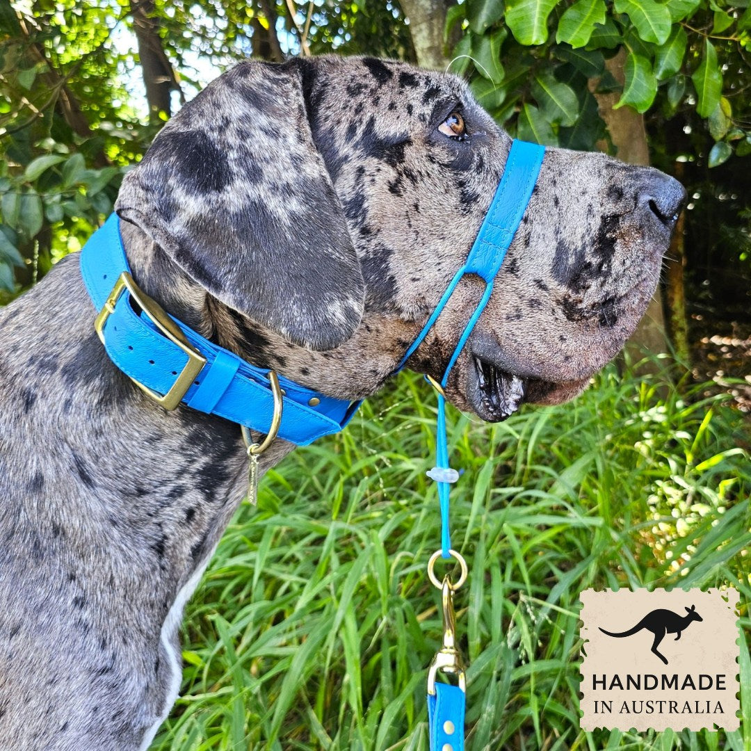 Luxury azure blue leather kangaroo dog collar, head halter and lead. Handmade in Australia