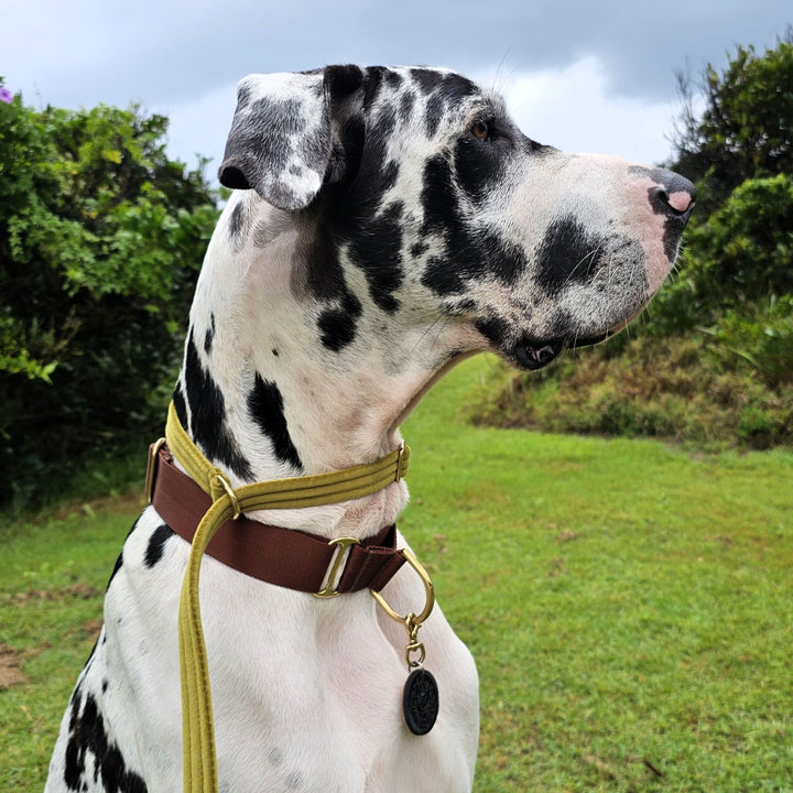 luxury olive velvet dog slip lead head halter