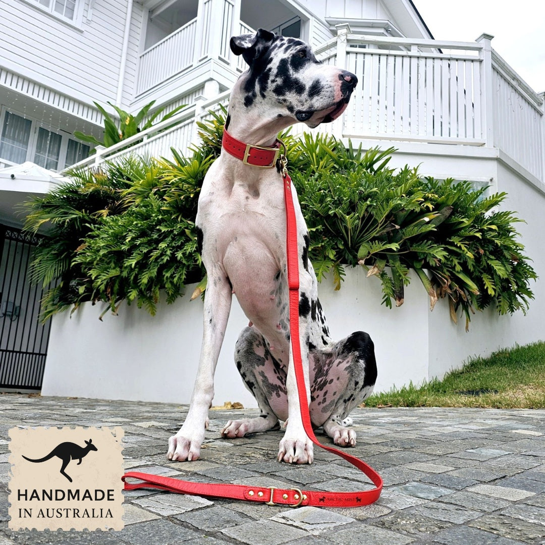 Luxury fiery red leather kangaroo dog collar and lead. Handmade in Australia