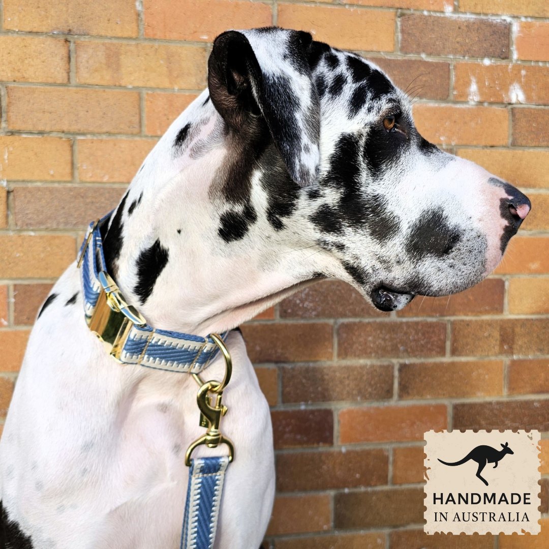 Storm Blue St Tropez Buckle Collar