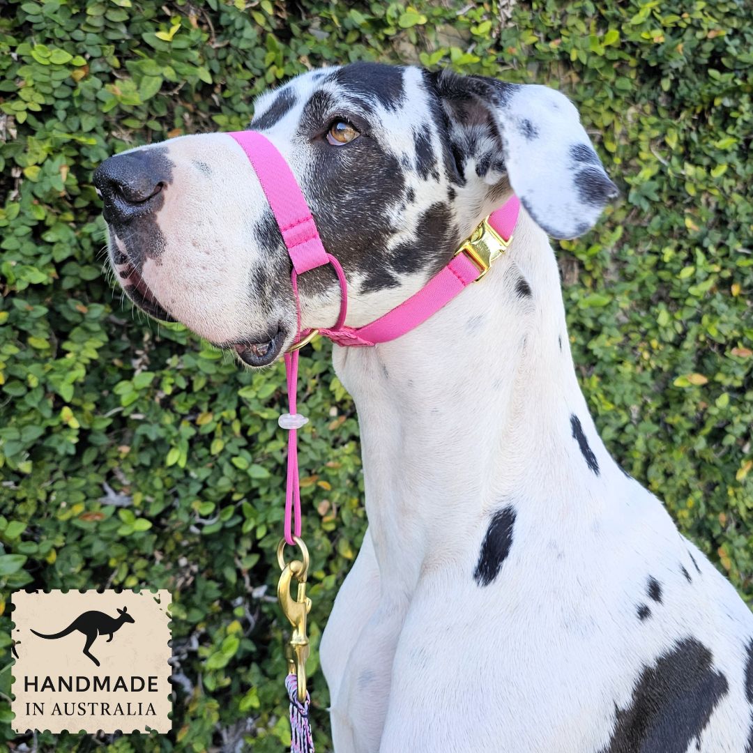 Berry Pink Complete Adventure Training Halter