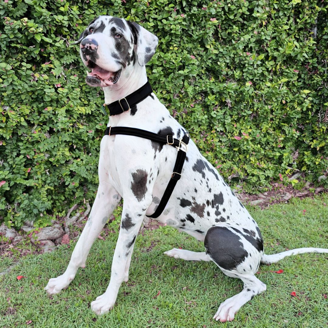 Great Dane Dog Best Harness For Giant Breed Dogs Great Dane Best