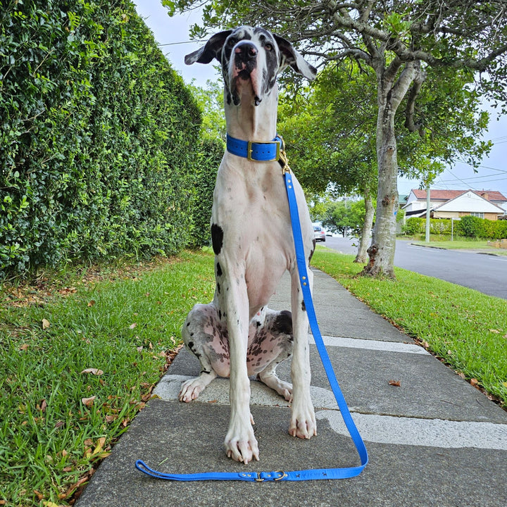 Luxury azure blue leather kangaroo dog collar, head halter and lead. Handmade in Australia