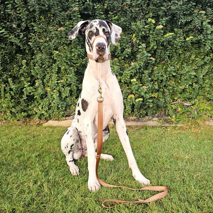 caramel latte adventure nylong webbing webbed dog lead leash