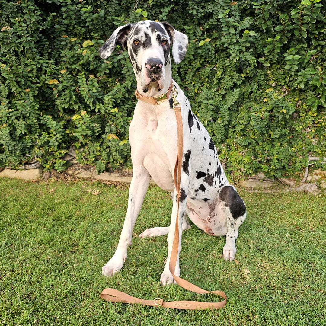 caramel latte adventure nylong webbing webbed dog lead leash