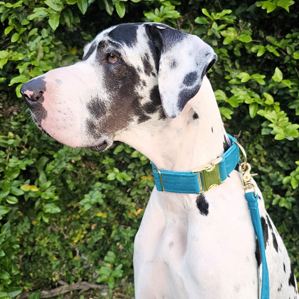 jade green luxury velvet buckle dog collar lead