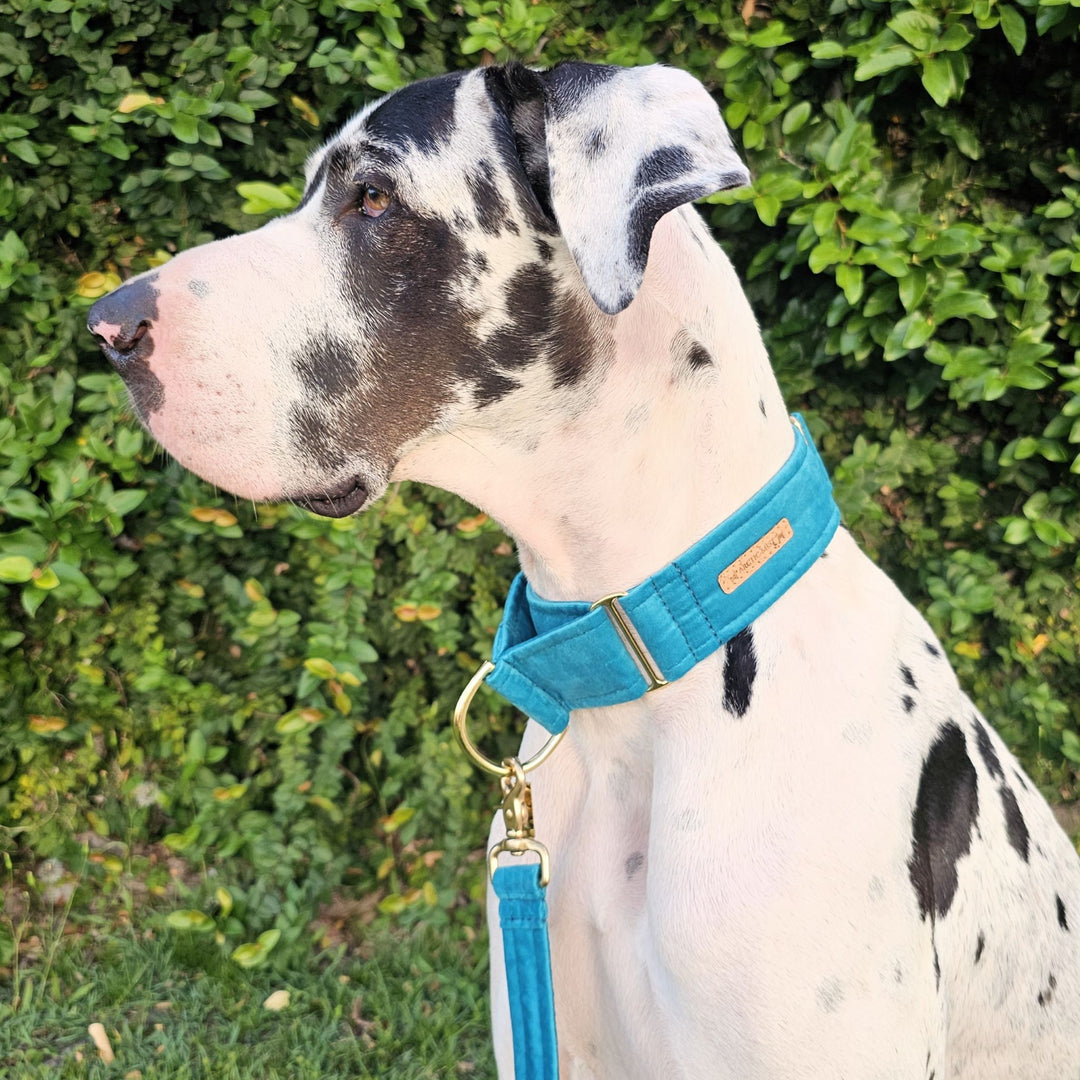 jade green luxury velvet dog martingale slip collar