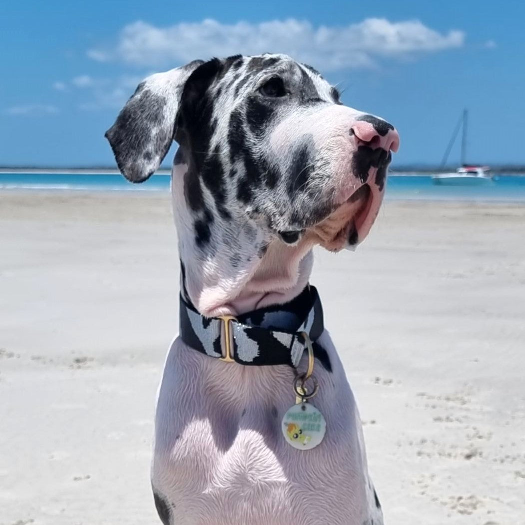 Glam Camo Martingale Collar
