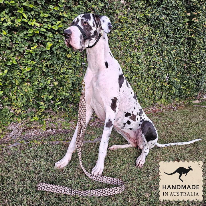 Noir Complete Adventure Training Halter