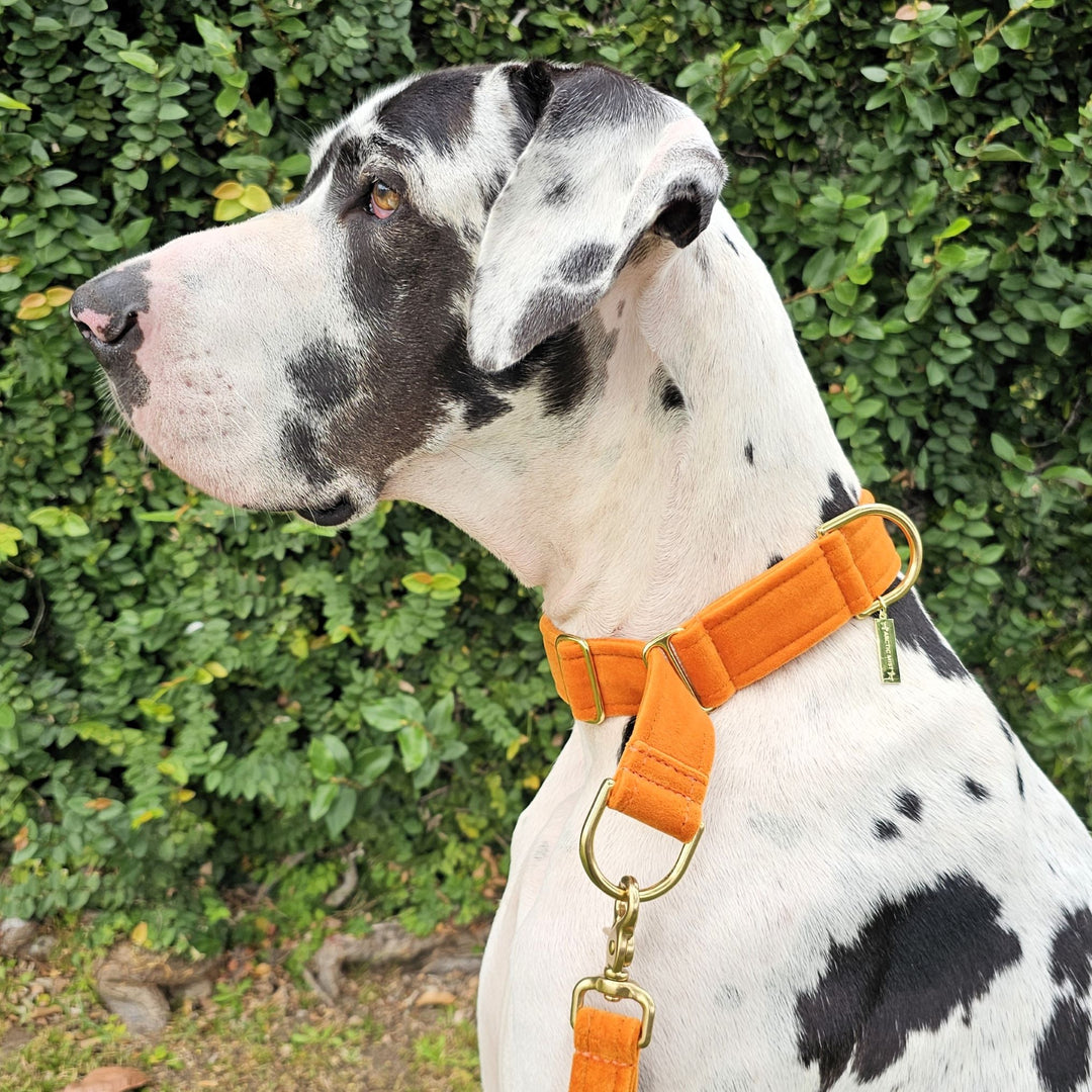 luxury burnt orange velvet dog limited slip collar martingale collar