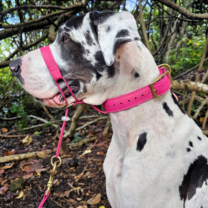 Luxury hot pink leather kangaroo dog collar, head halter and lead. Handmade in Australia