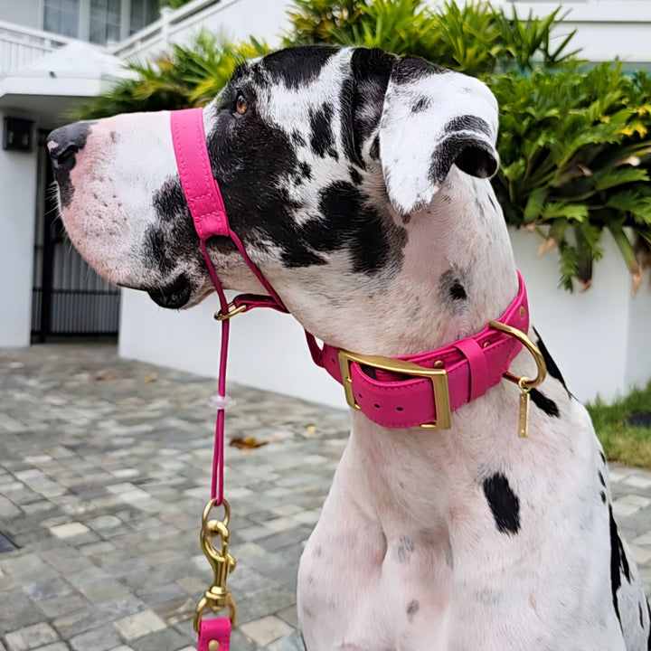 Luxury hot pink leather kangaroo dog collar, head halter and lead. Handmade in Australia