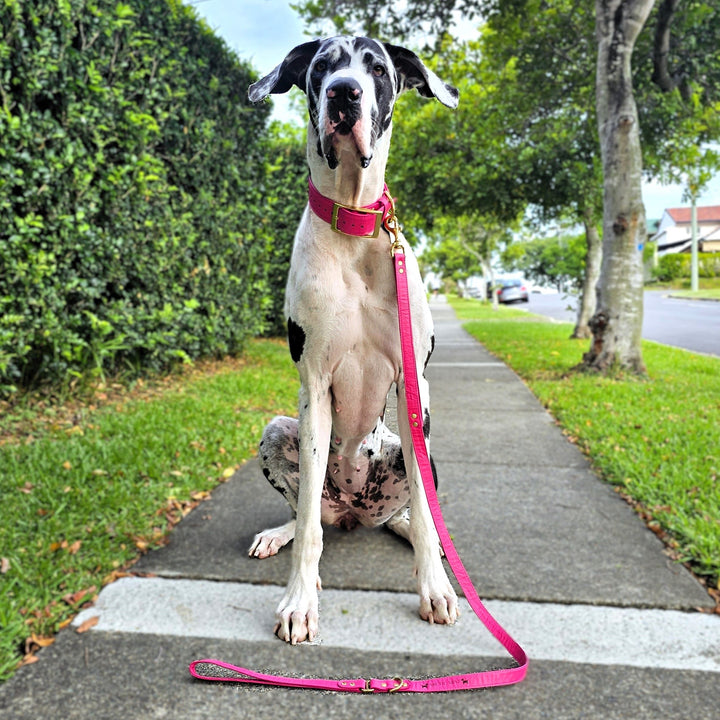 Luxury hot pink leather kangaroo dog collar, head halter and lead. Handmade in Australia