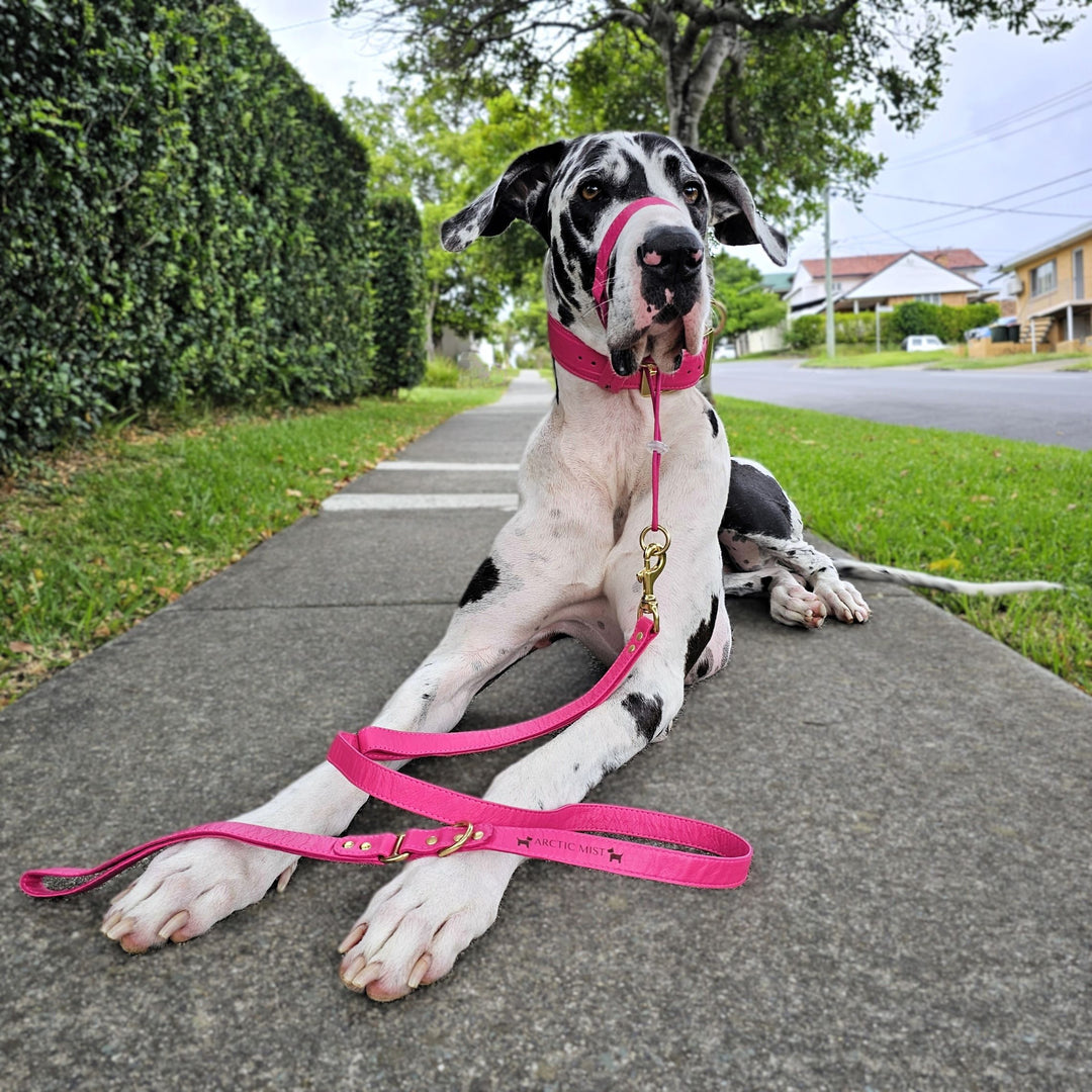 Luxury hot pink leather kangaroo dog collar, head halter and lead. Handmade in Australia