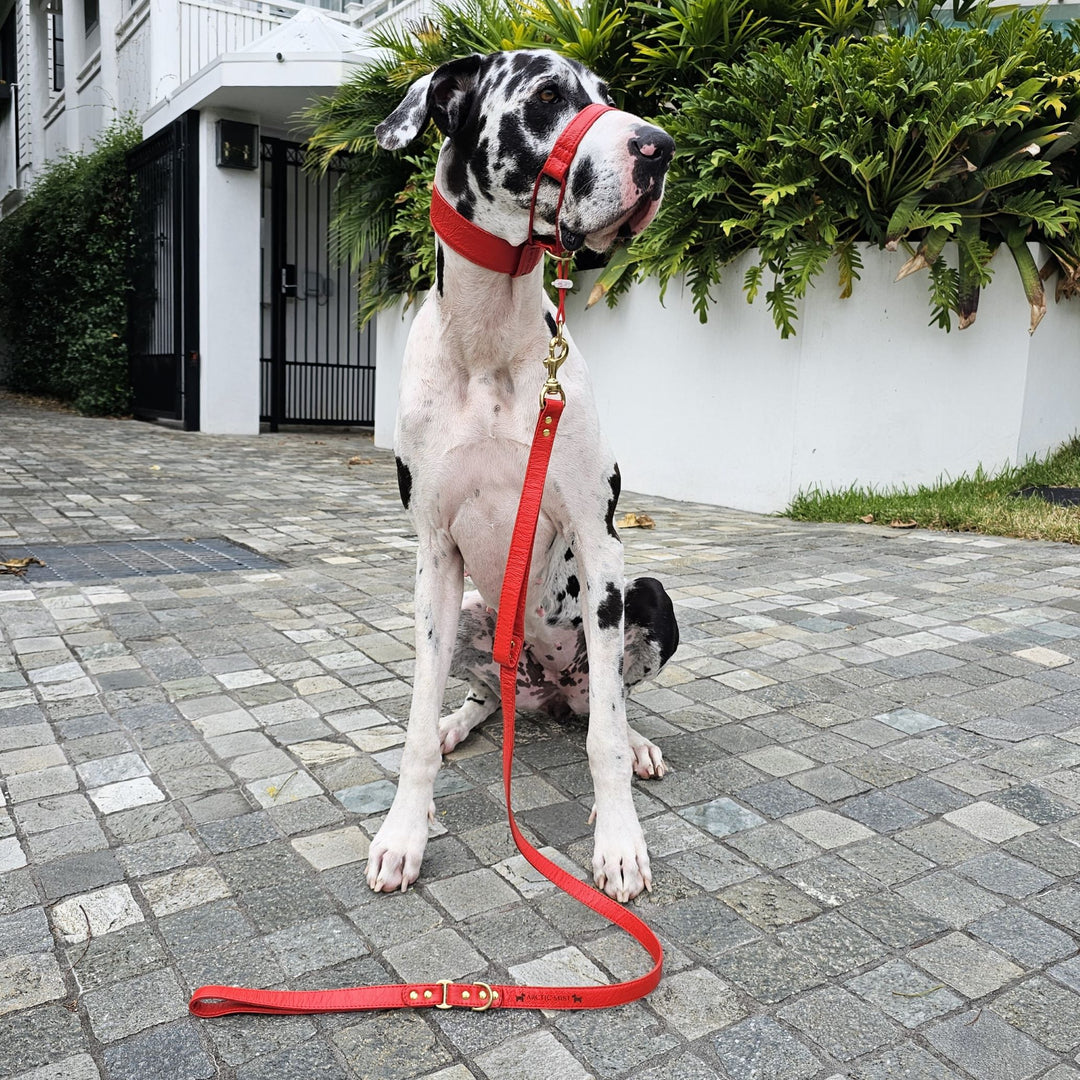 Luxury Fiery Red leather dog collar and head halter attachment with brass hardware. Handmade in Australia.
