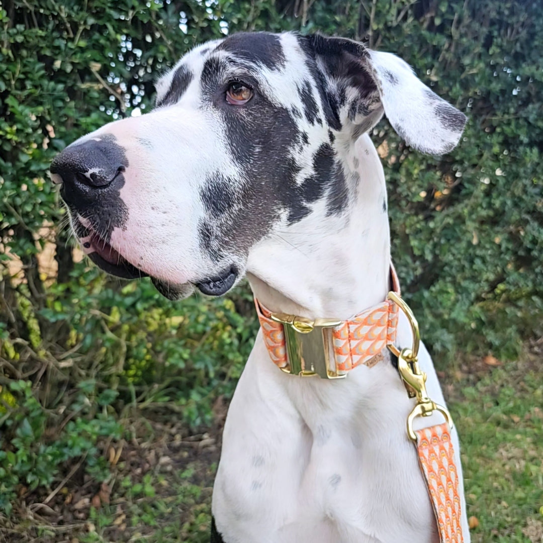 tangerine orange webbing monte carlo buckle collar