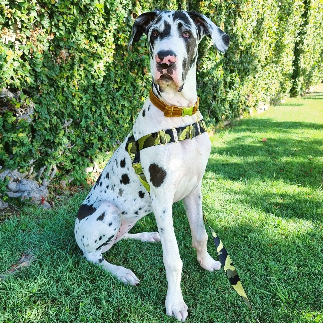 Glam Camo Harness