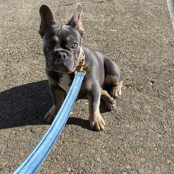 Blue Luxury Velvet Lead (samples)