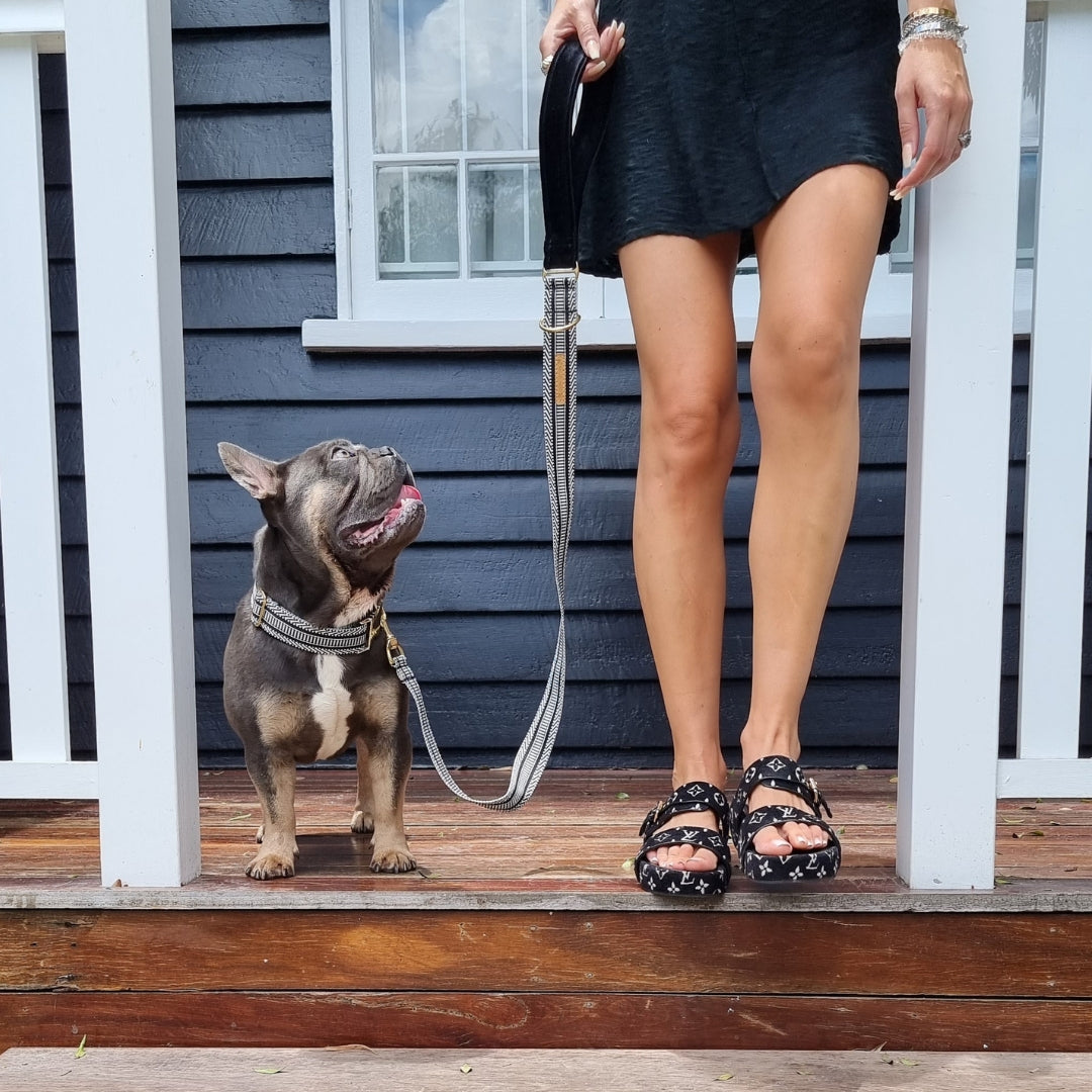 Choosing the right walking gear for your dog