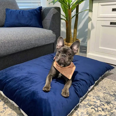 How to Keep Your Dog’s Bed Clean & Fresh