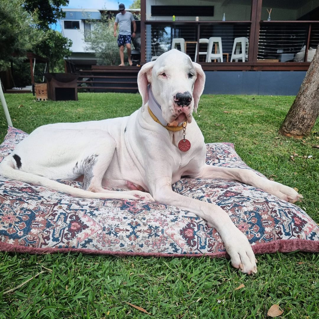 Dog friendly Accommodation In South East QLD
