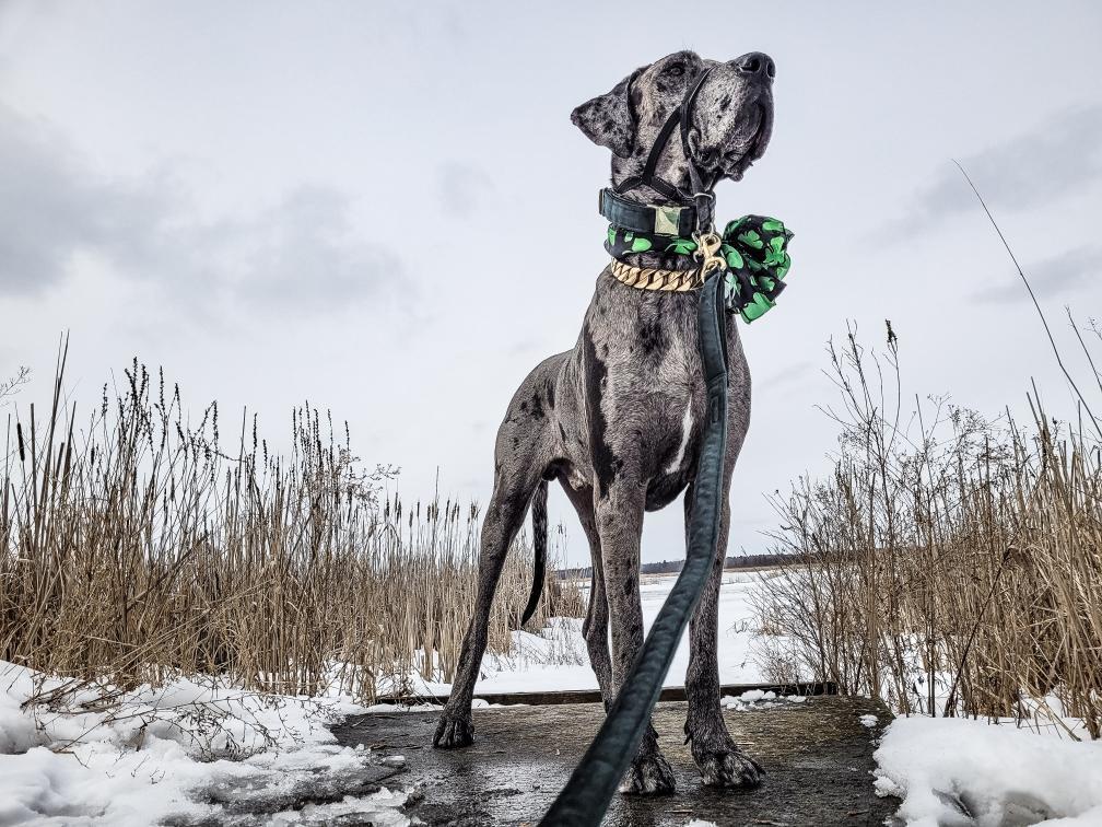 How to Care For Giant Breed Dogs