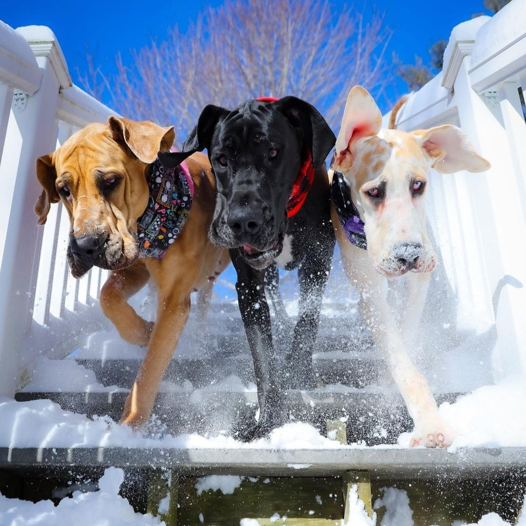 How to Keep a Dog’s Joints Healthy