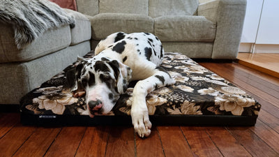 Luxury Orthopedic Dog Beds
