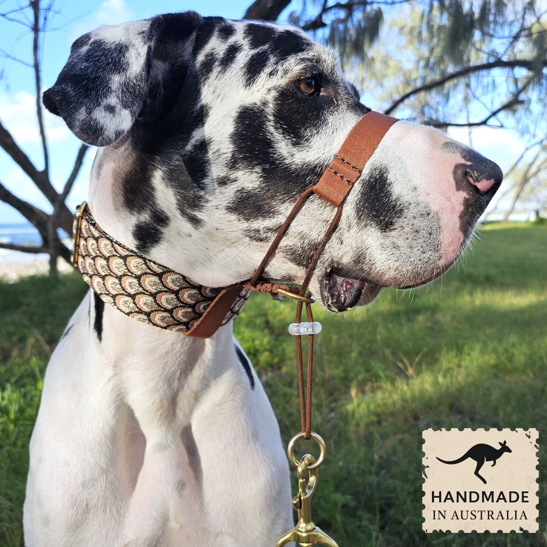 mocha mousse chocolate brown dog training head halter halti attachment