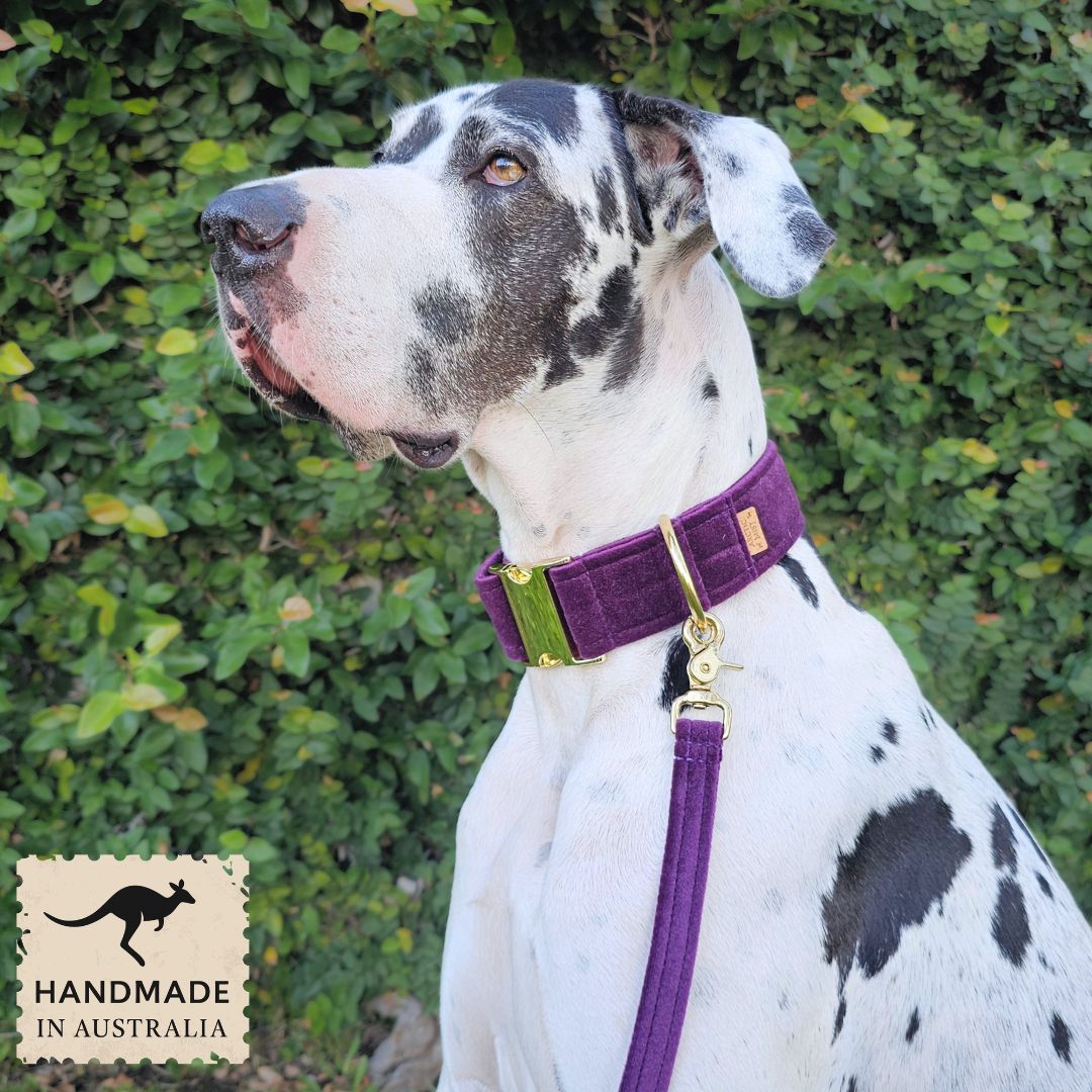Midnight Plum Luxury Velvet Buckle Collar