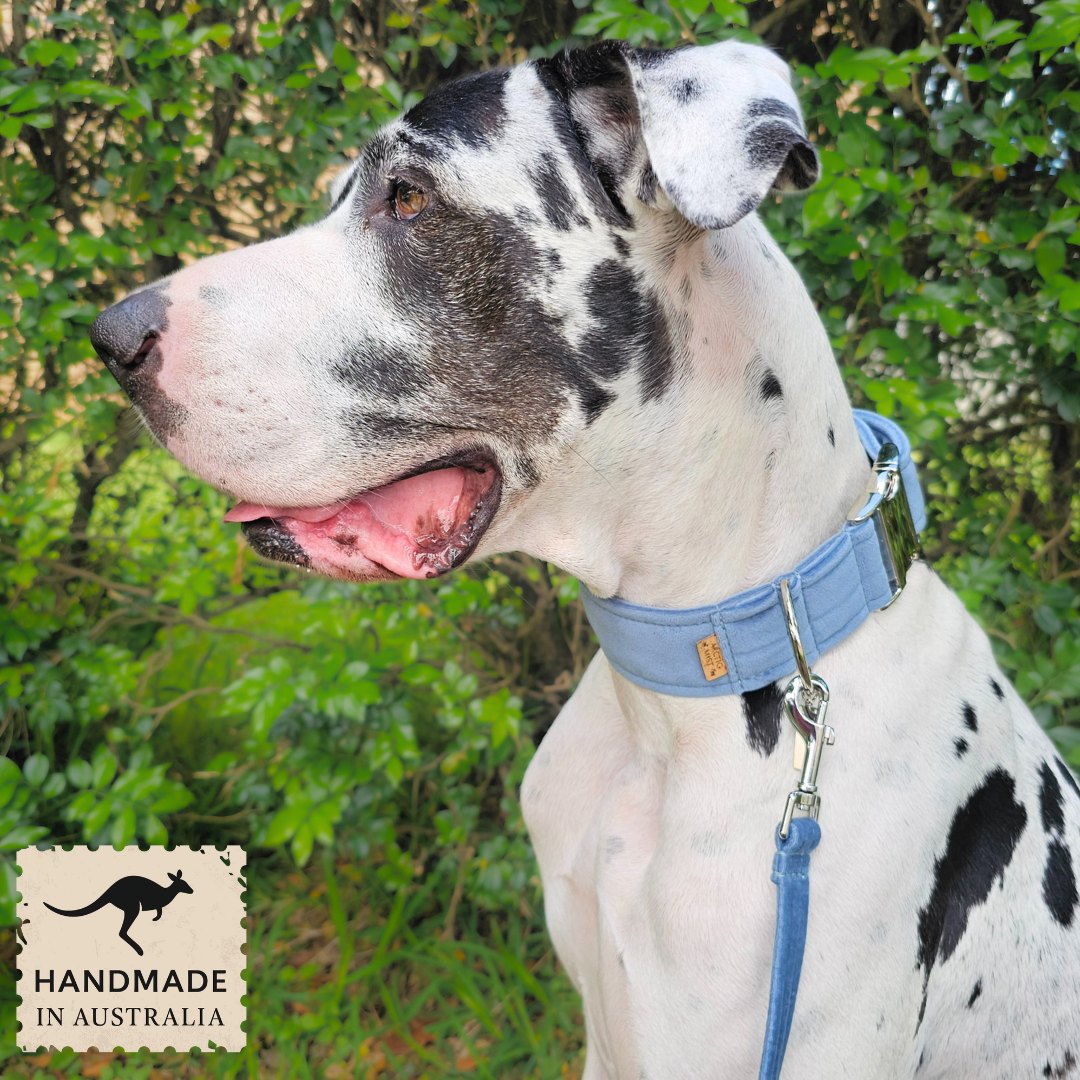 Storm Blue Luxury Velvet Buckle Collar