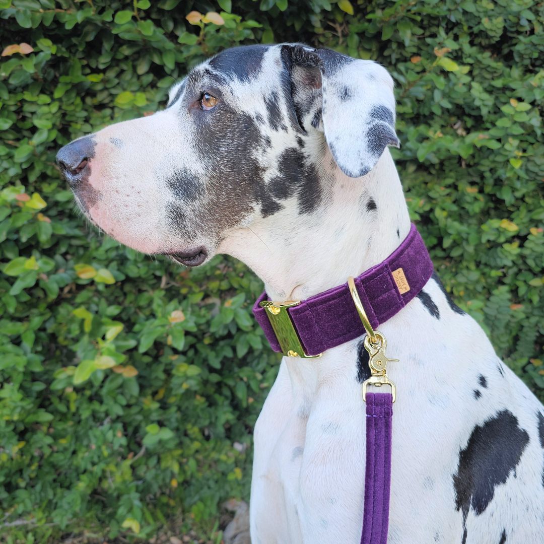 Midnight Plum Luxury Velvet Buckle Collar