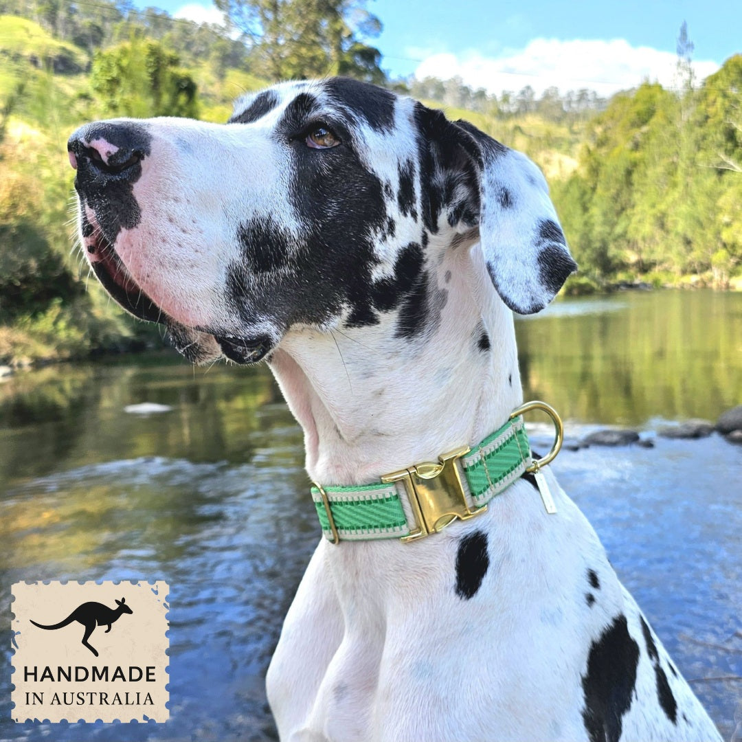 Emerald Green St Tropez Buckle Collar