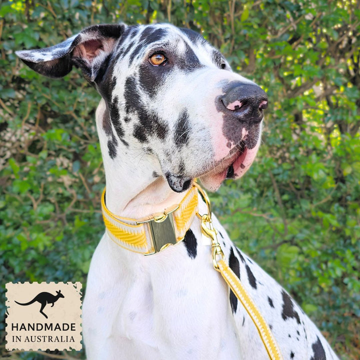 Bumblebee Yellow St Tropez Buckle Collar