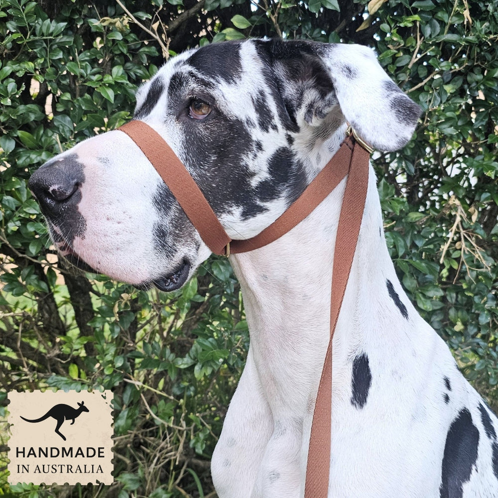 mocha mousse chocolate brown dog training head halter slip lead