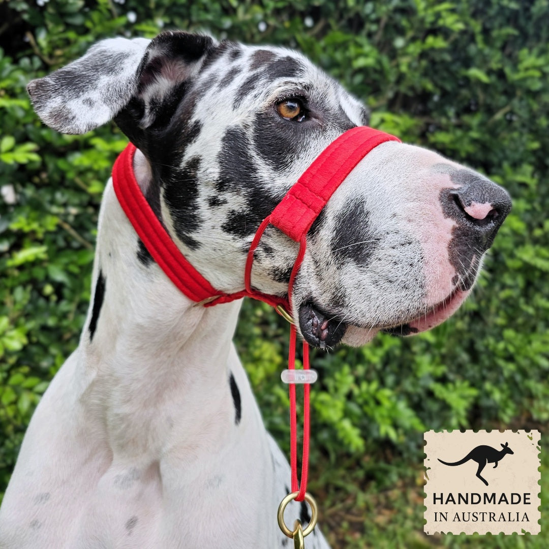 Red Luxury Velvet Complete Training Halter