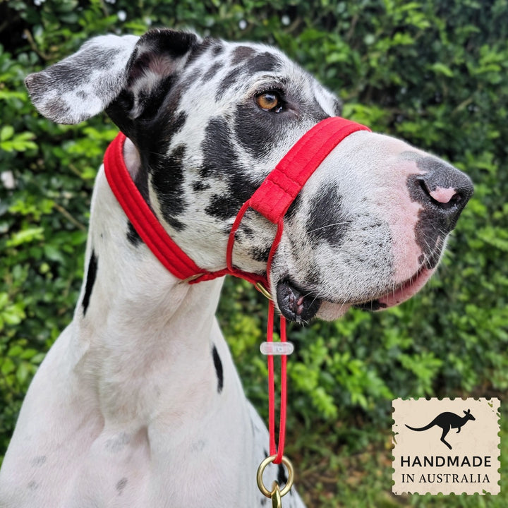 Red Luxury Velvet Complete Training Halter