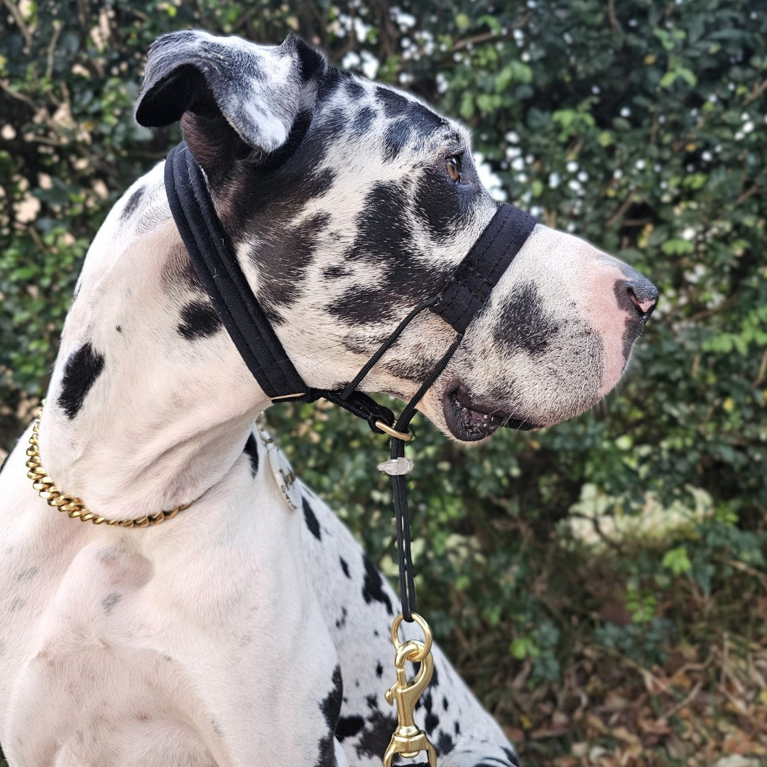 Black Luxury Velvet Complete Training Halter