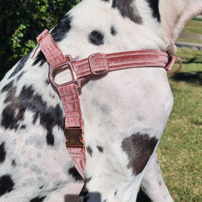 blush pink luxury velvet dog harness