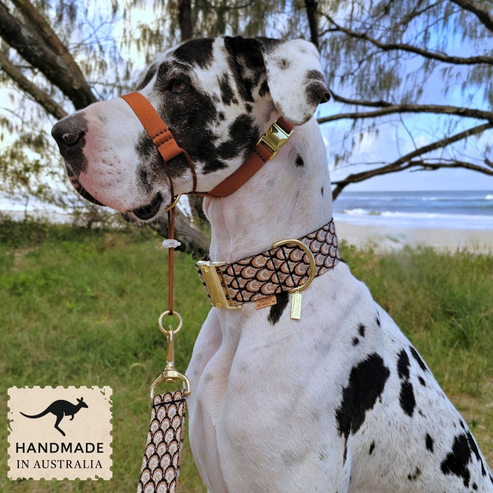 mocha mousse chocolate brown dog training head halter halti