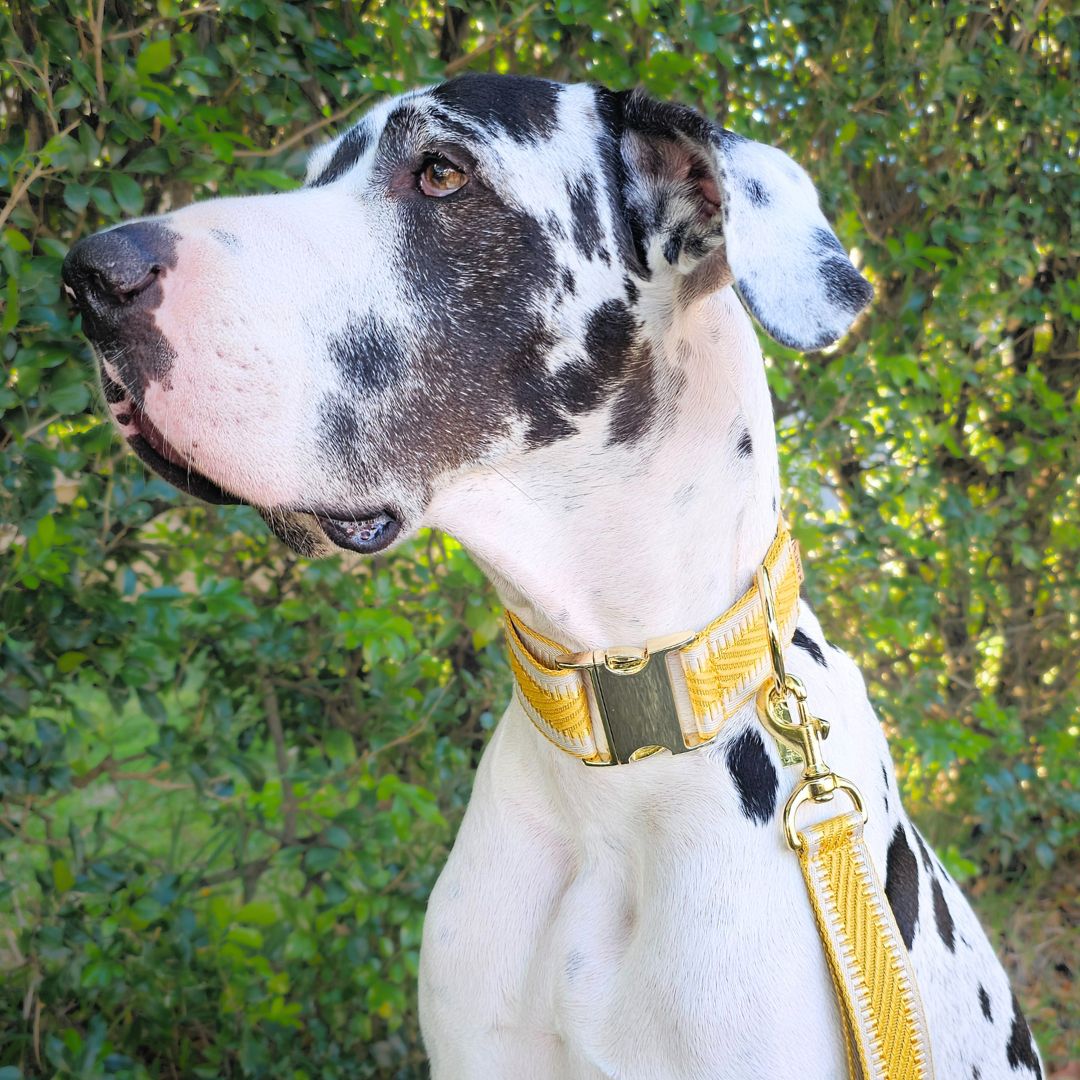 Bumblebee Yellow St Tropez Buckle Collar