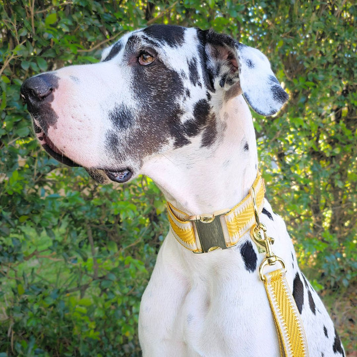 Bumblebee Yellow St Tropez Buckle Collar