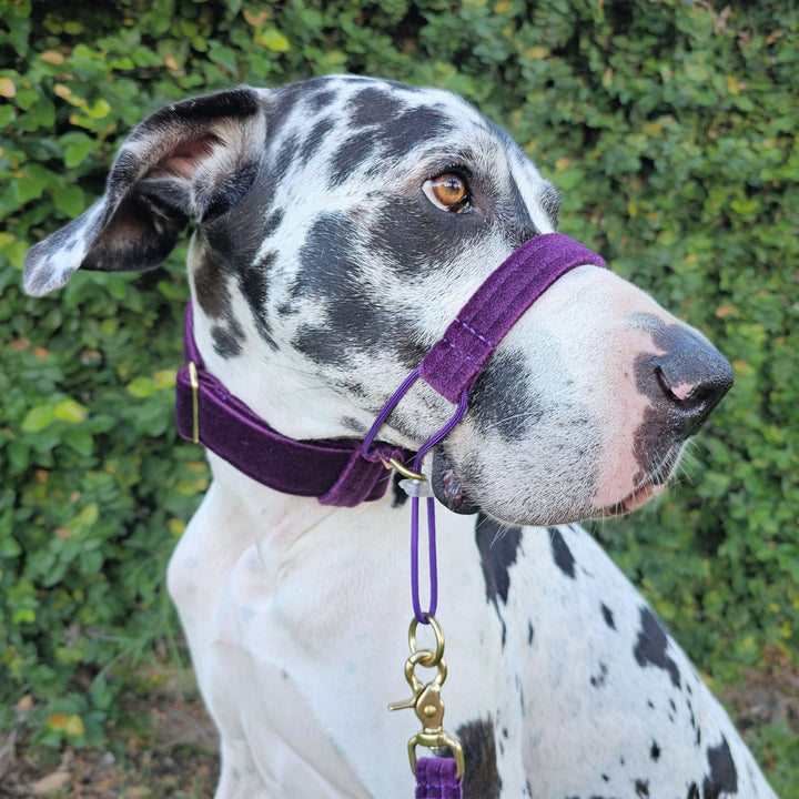 Midnight Plum Luxury Velvet Head Halter Attachment