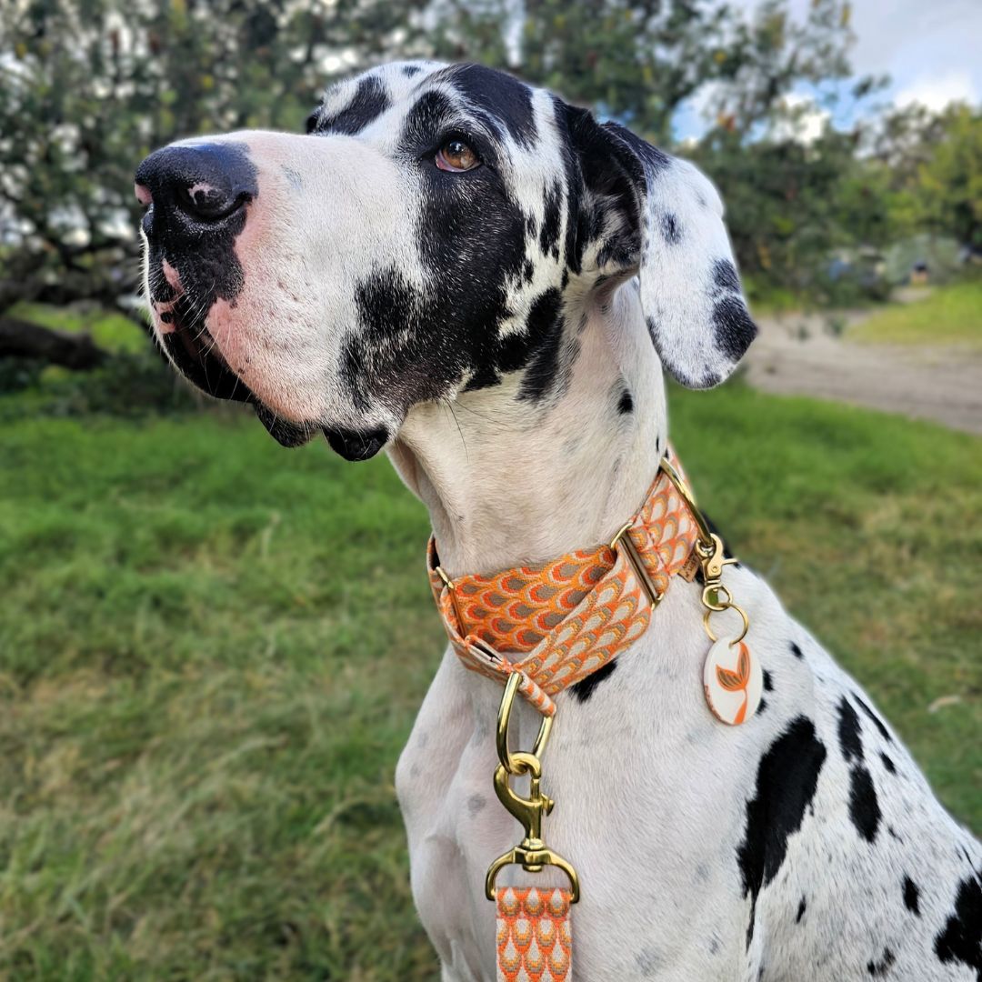 Tangerine Sunset Monte Carlo Martingale Collar