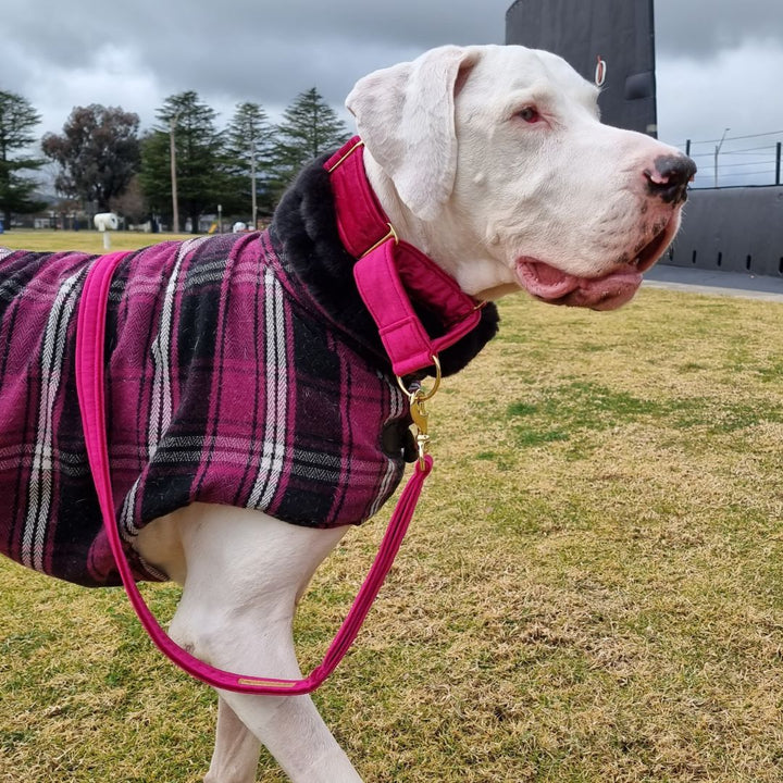 Hot Pink Luxury Velvet Martingale Collar (old fabric)